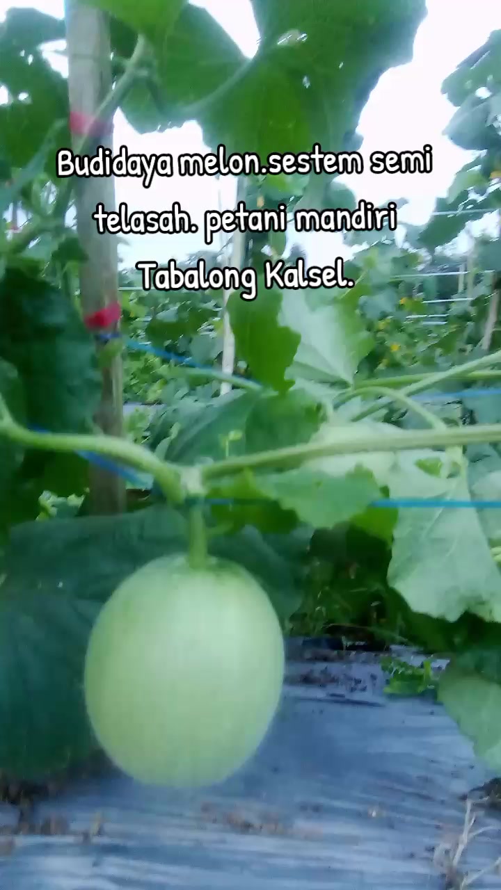@SURYA TANI