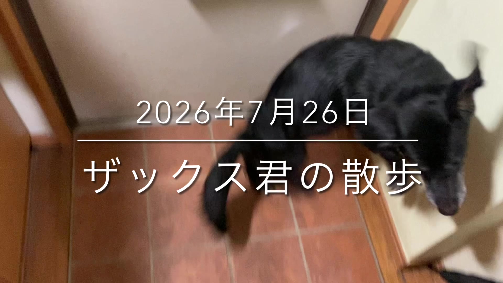 @sakihaman