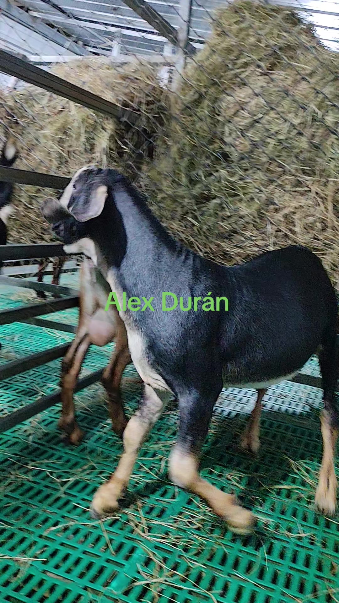 @alexduran7558