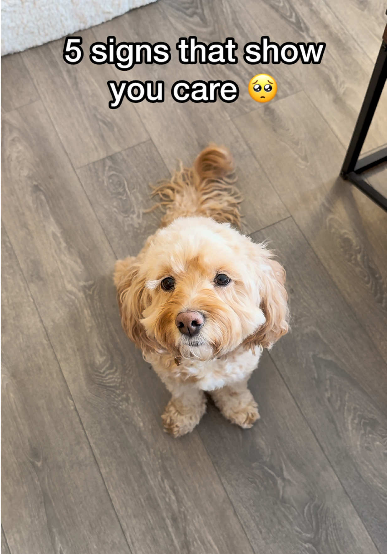 @LunaTheMiniCockapoo