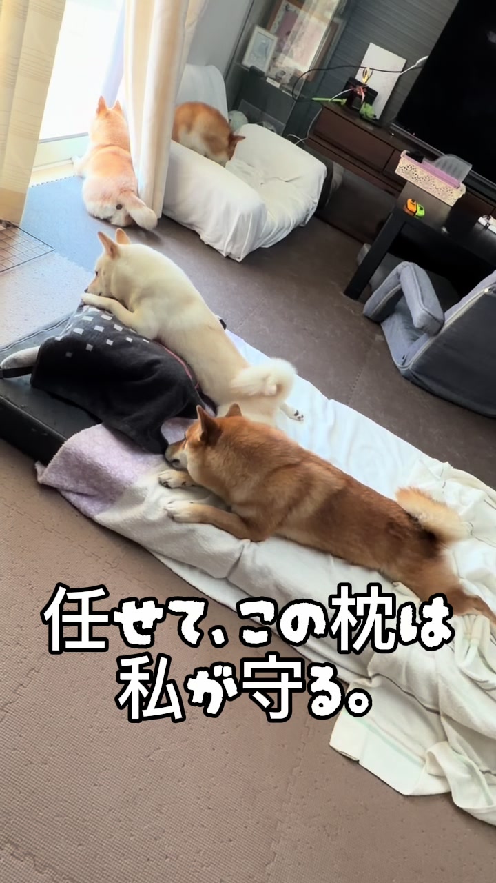 @こまめとしばーず🐾