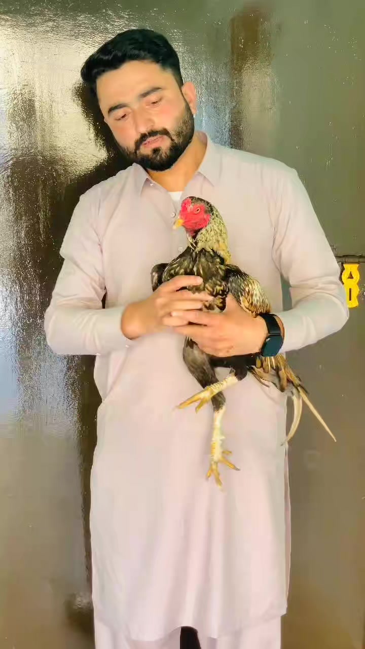 @🌿Syed IftiKHaR SHaH🌿