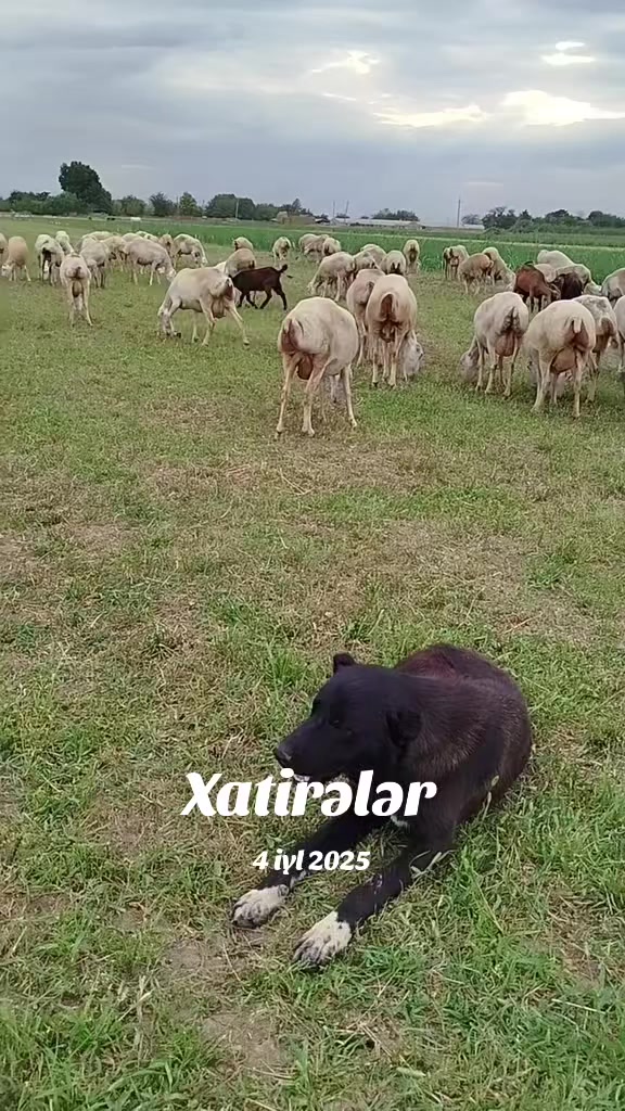 @kend_həyati_041