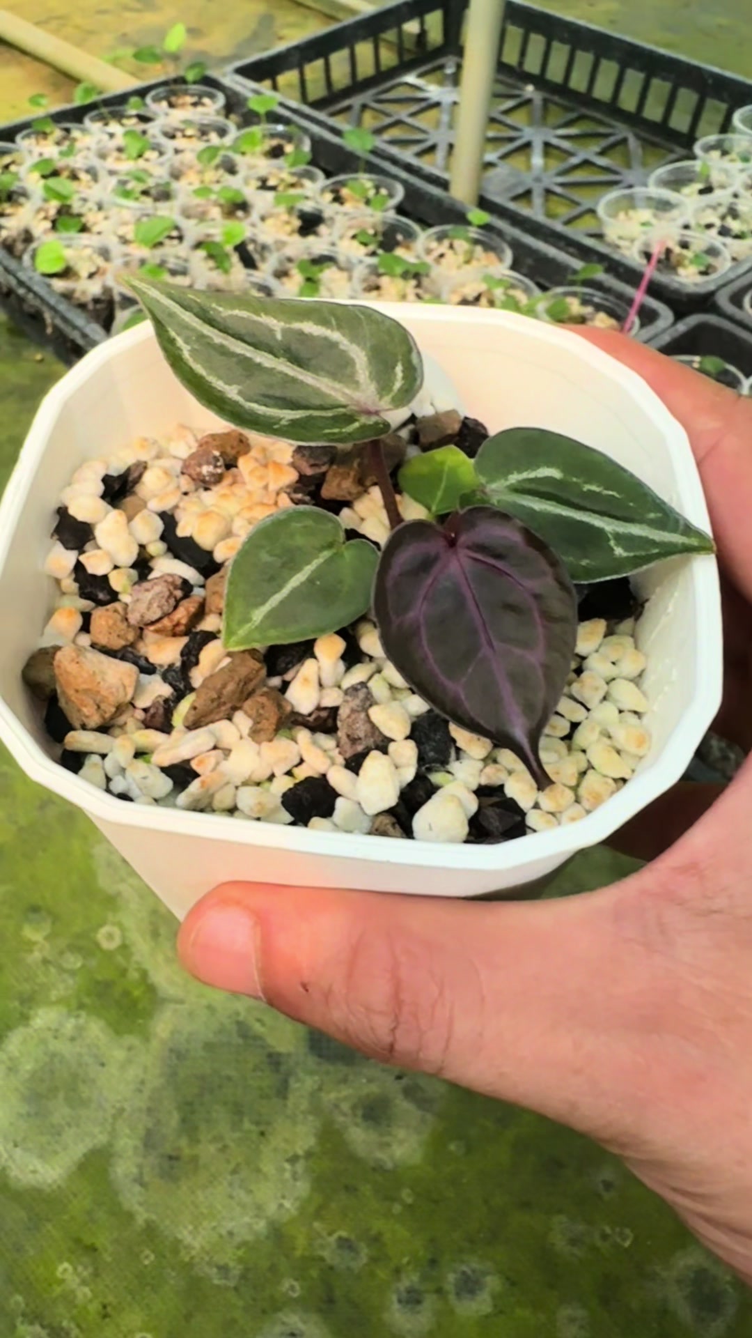 @KeepcầmKây🥦