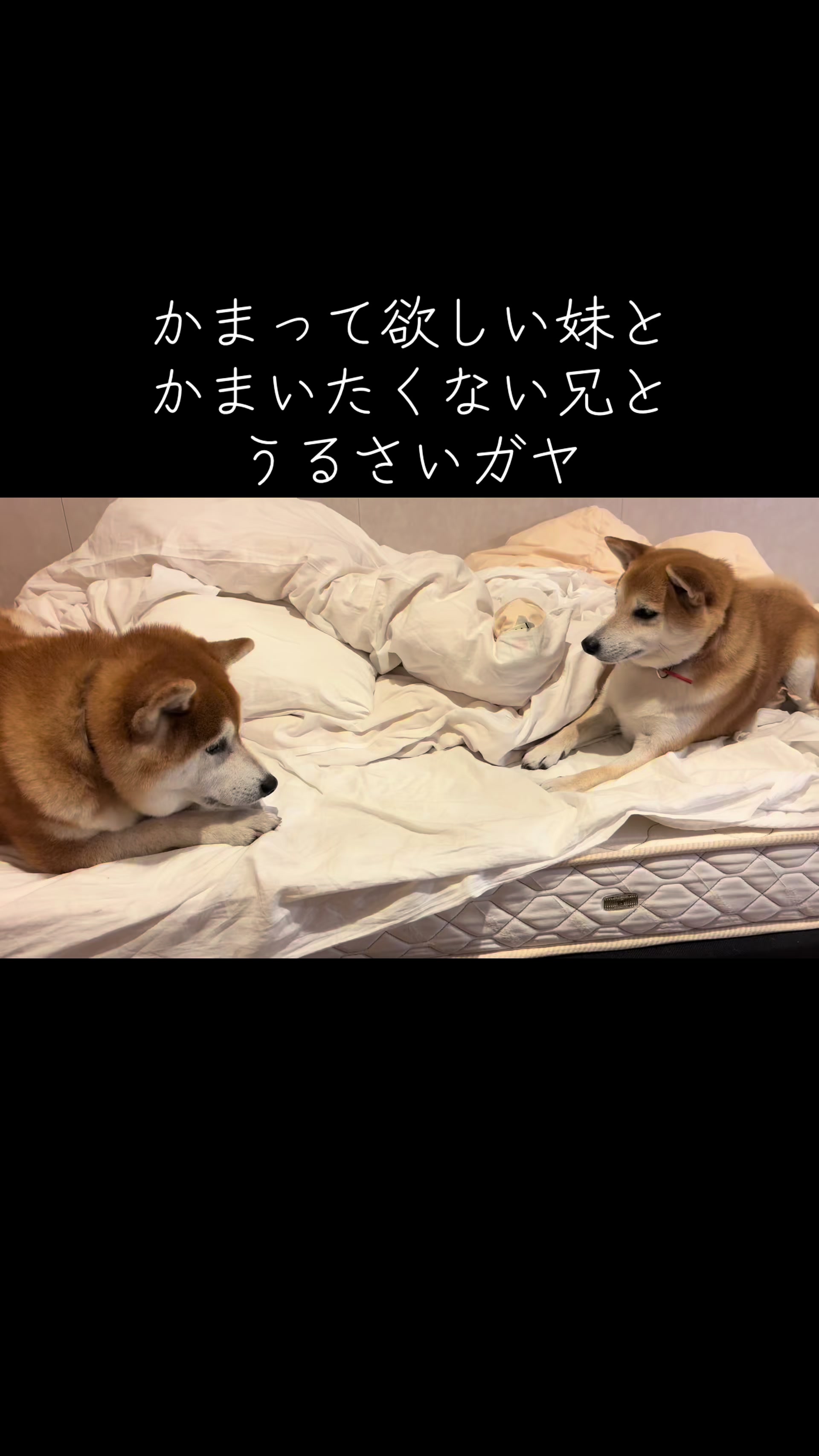 @nana0209 🪽🥴