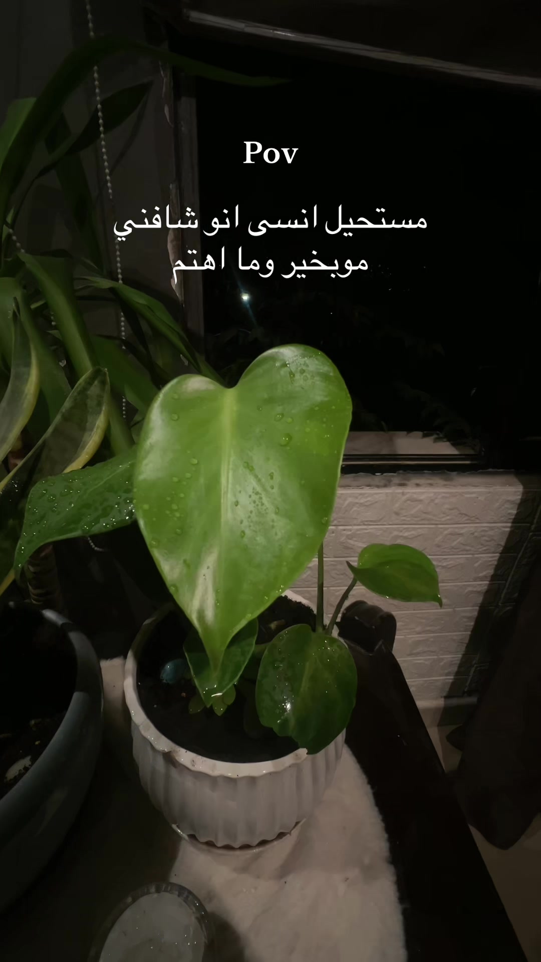 @♛ أيـــوشــ🏹