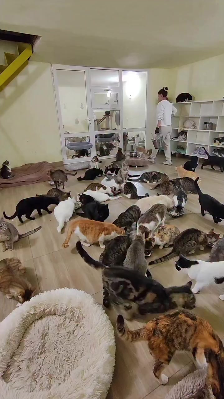 @CAToo Cat Rescue Armenia