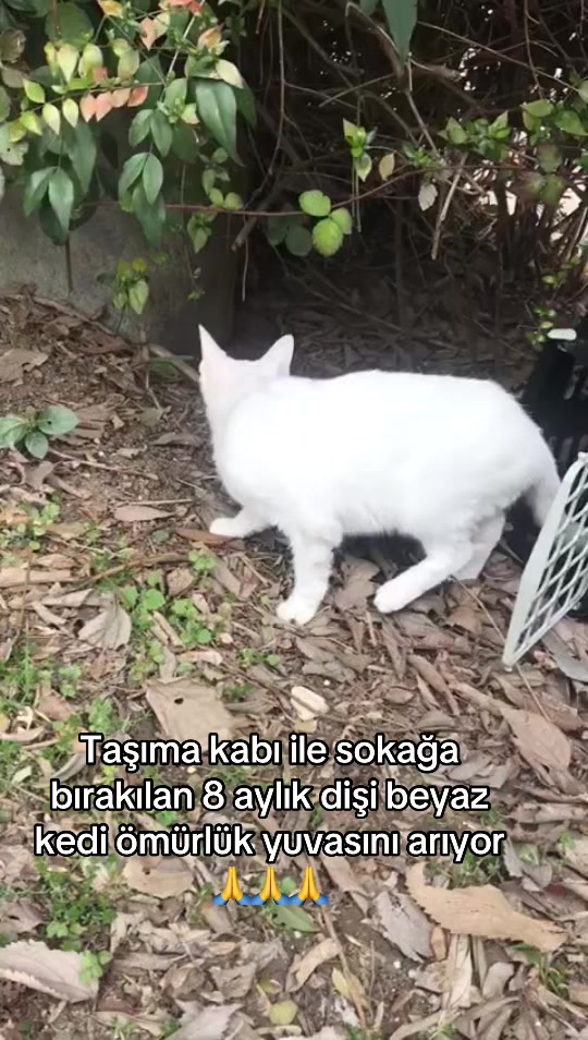 @MUSTAFA38