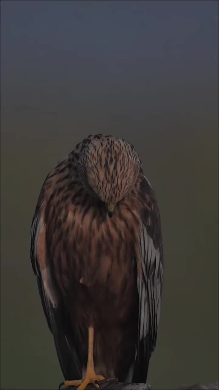 @ᥫ᭡ᴄᴇᴏ_ᴏғ_sᴛᴏʀʏ