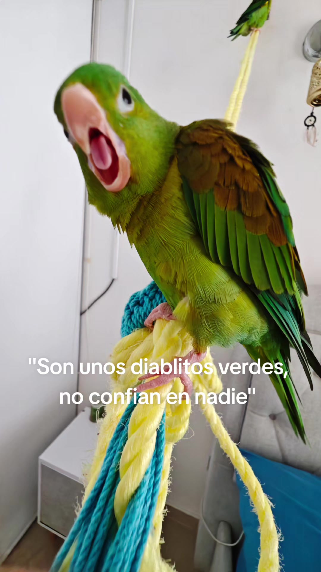 @Pohli