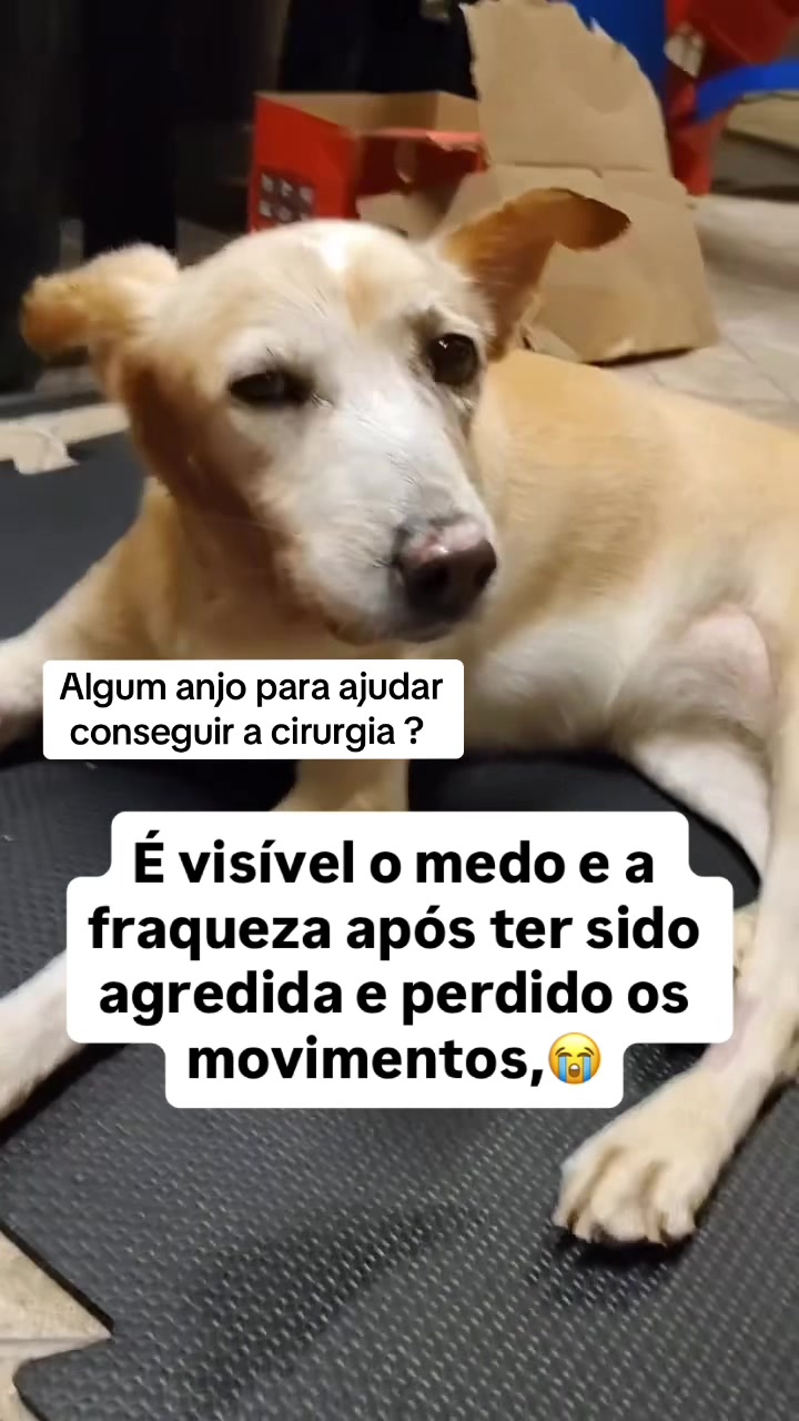 @Ajude a Lola