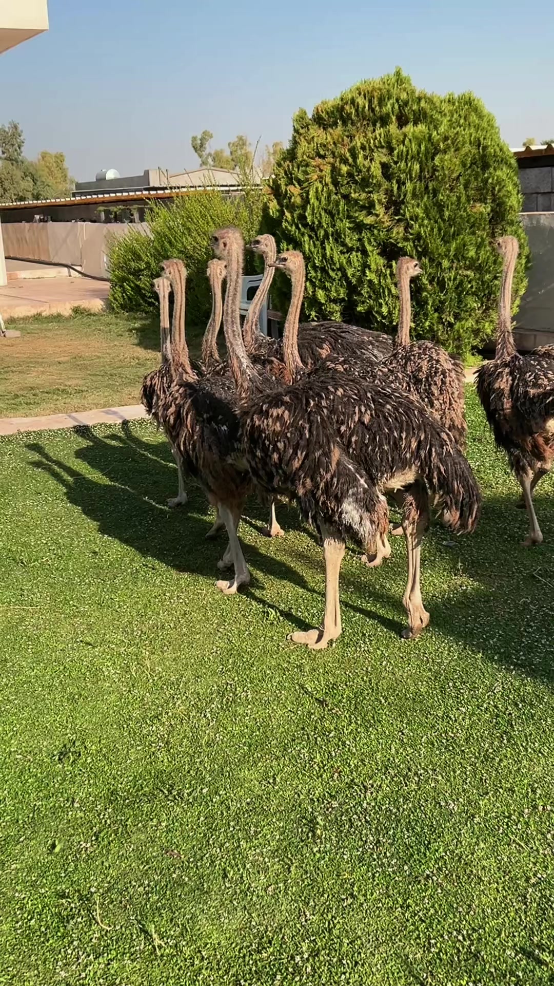 @ابوليره
