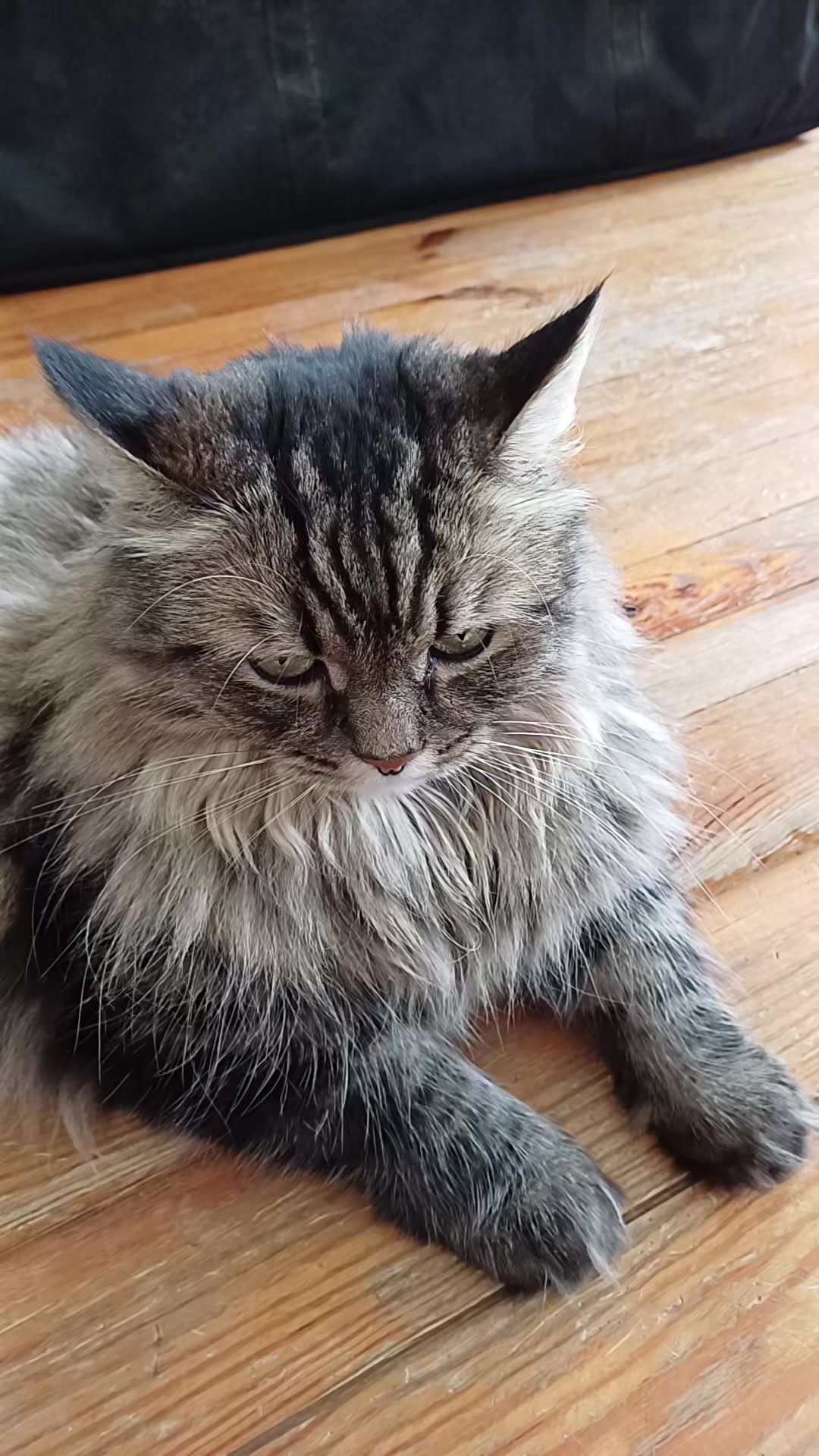 @cat_bayun_