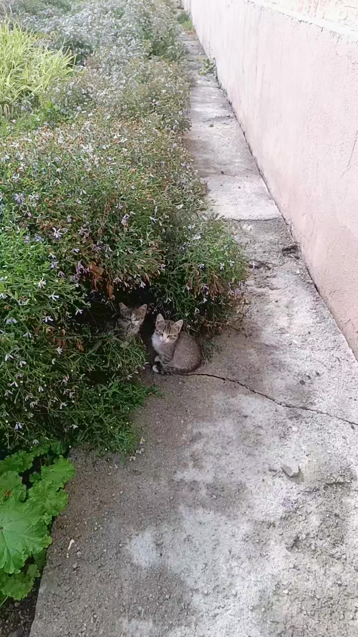@@Доллар на столе@