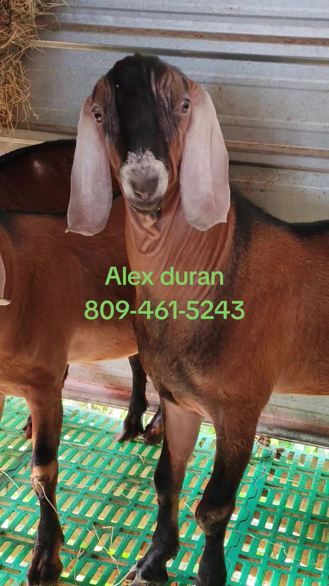 @alexduran7558