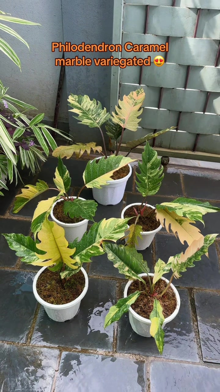 @Plantlife50