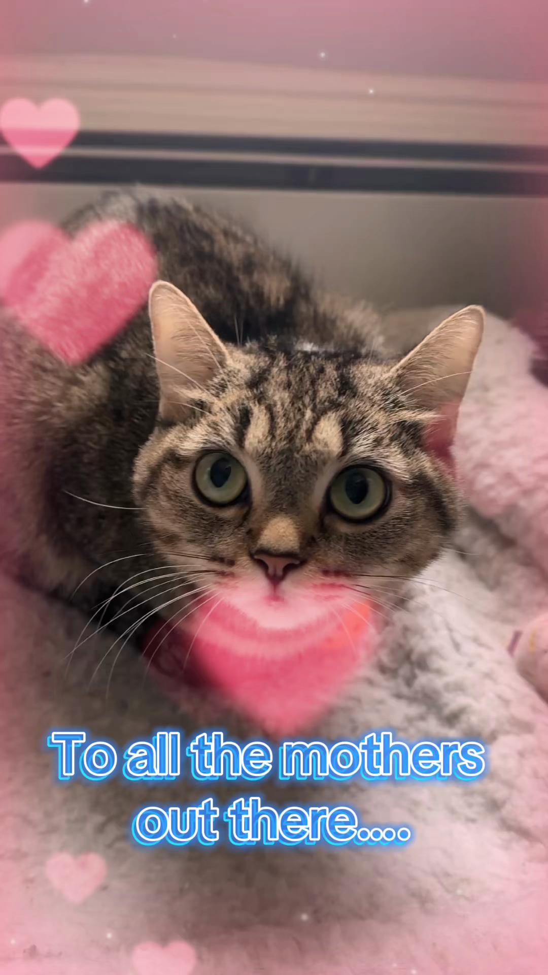@North Toronto Cat Rescue