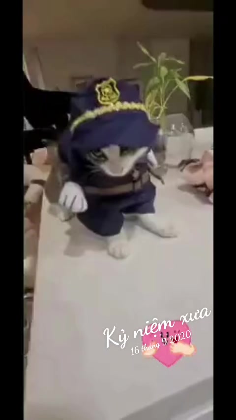 @JBN CATS