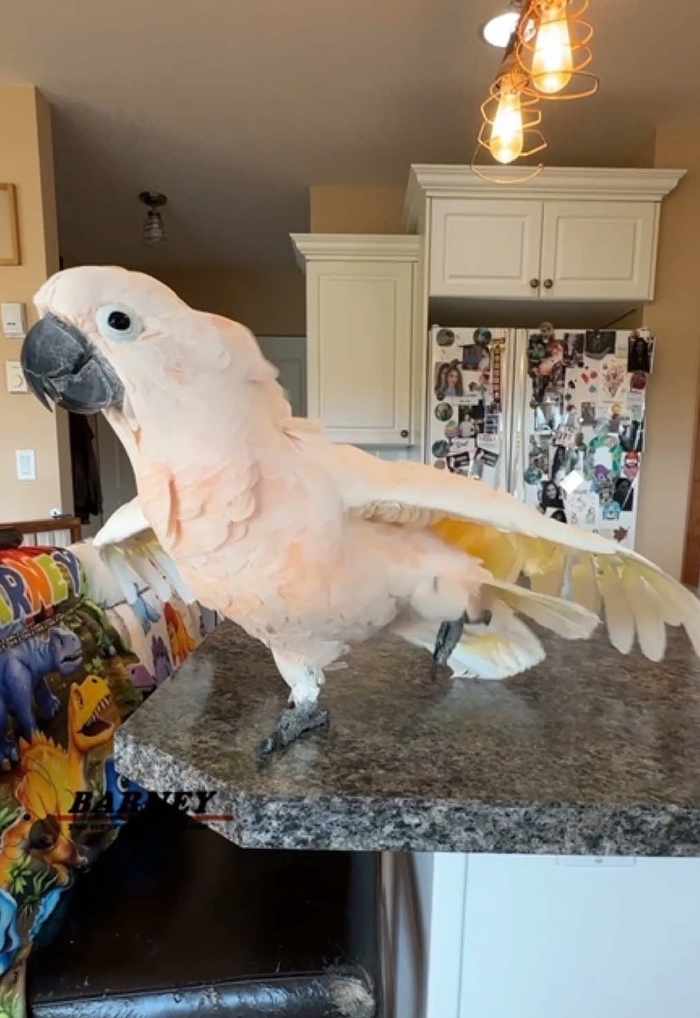 @Barney the West Coast Cockatoo