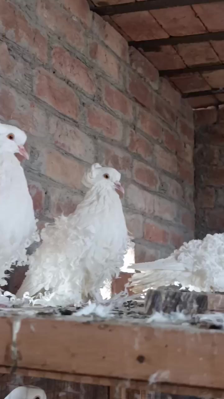 @royal birds
