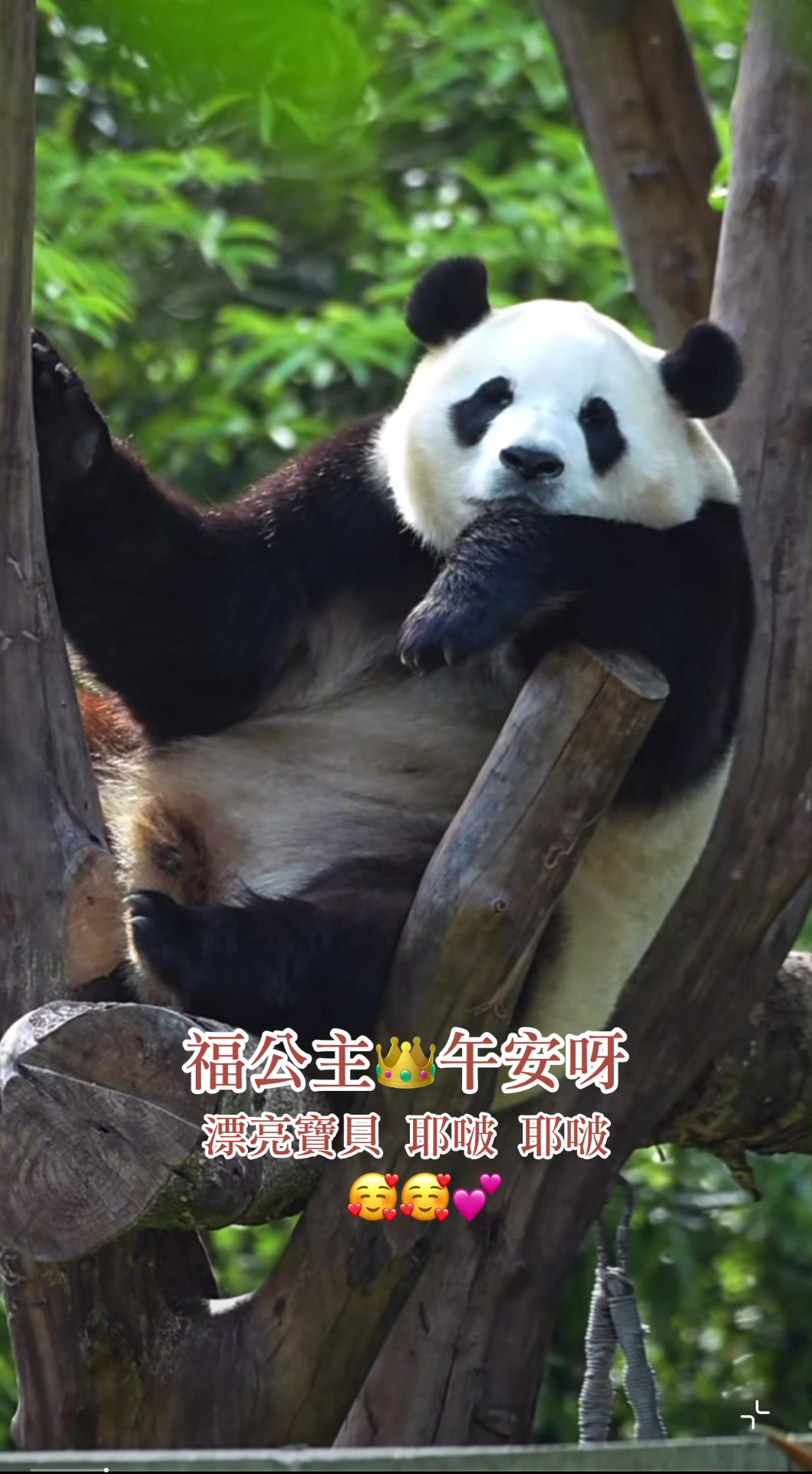 @福公主💕福豬豬💕 🍎 🥕 🐼 🎋🍀
