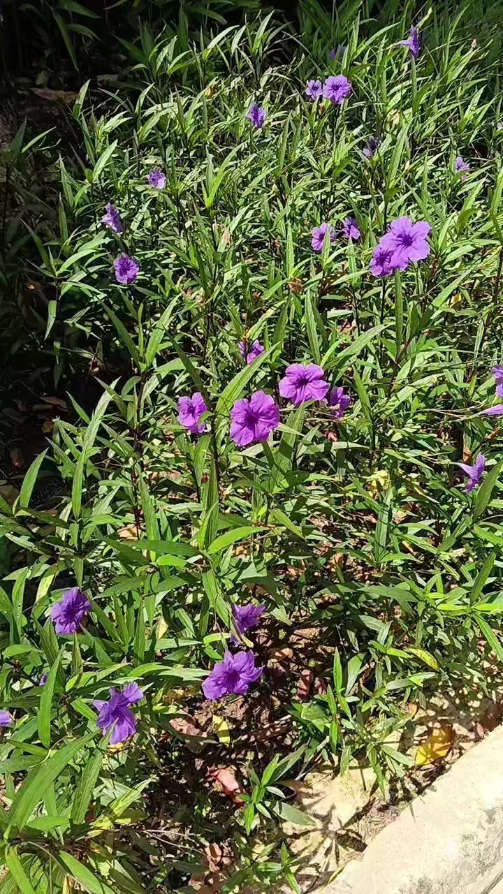 @keerthi