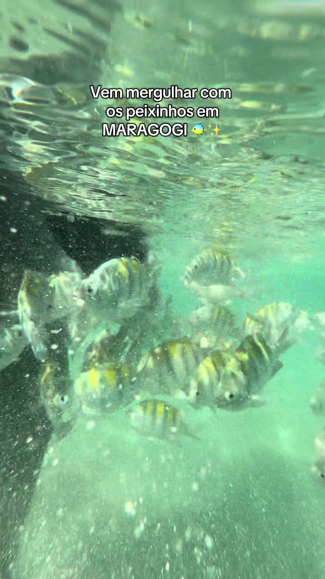 @Agência Lagoa Azul Maragogi🐠