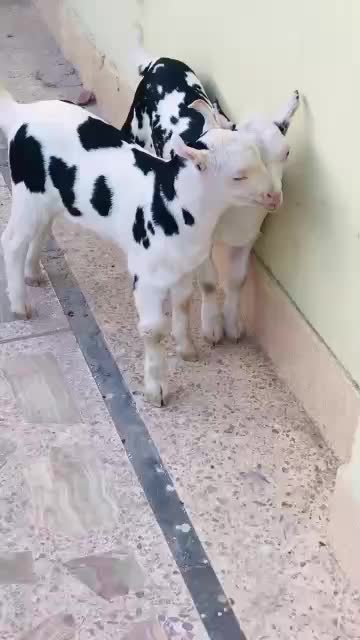 @rihan malik