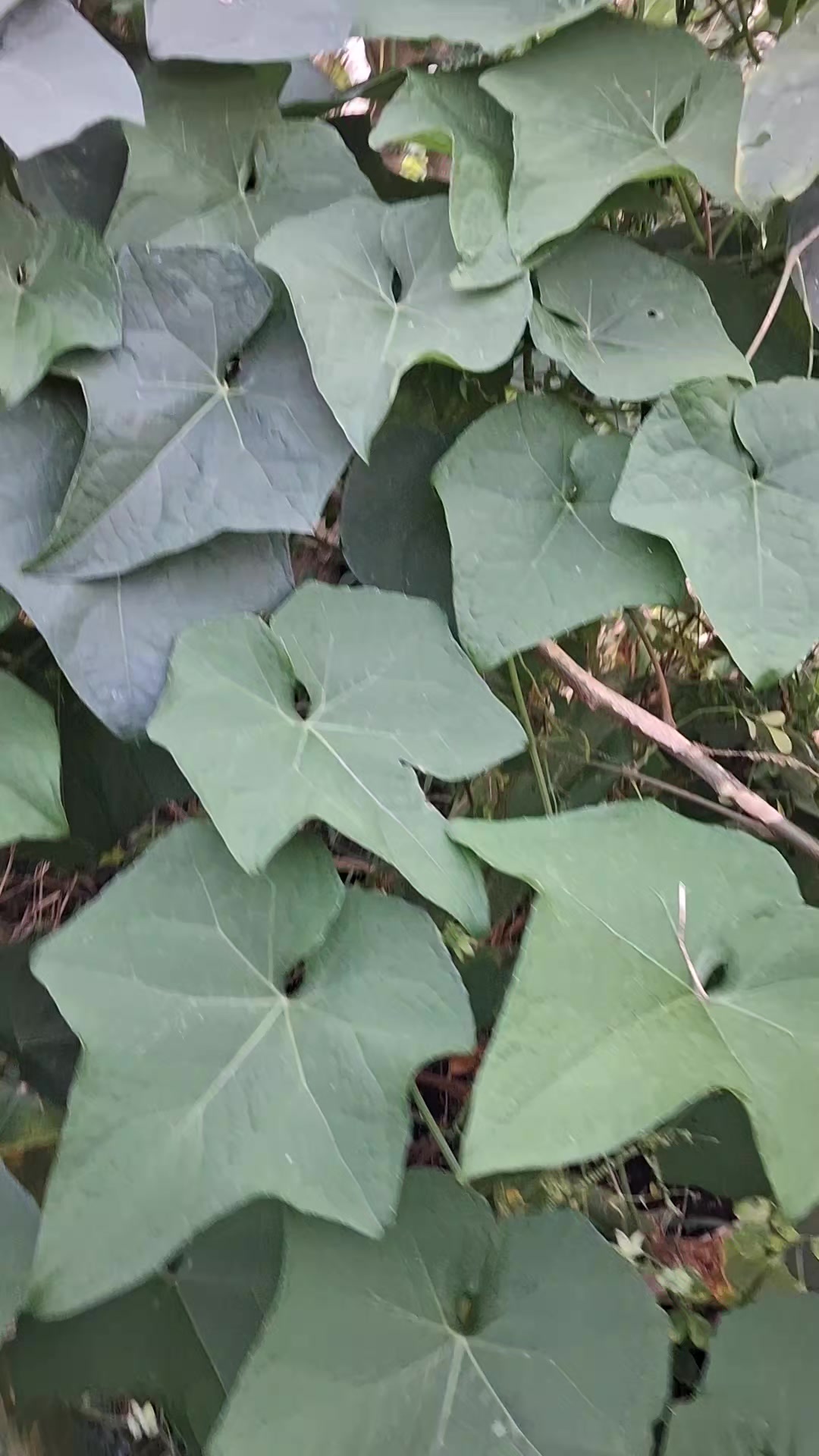 @ज्योति crafty