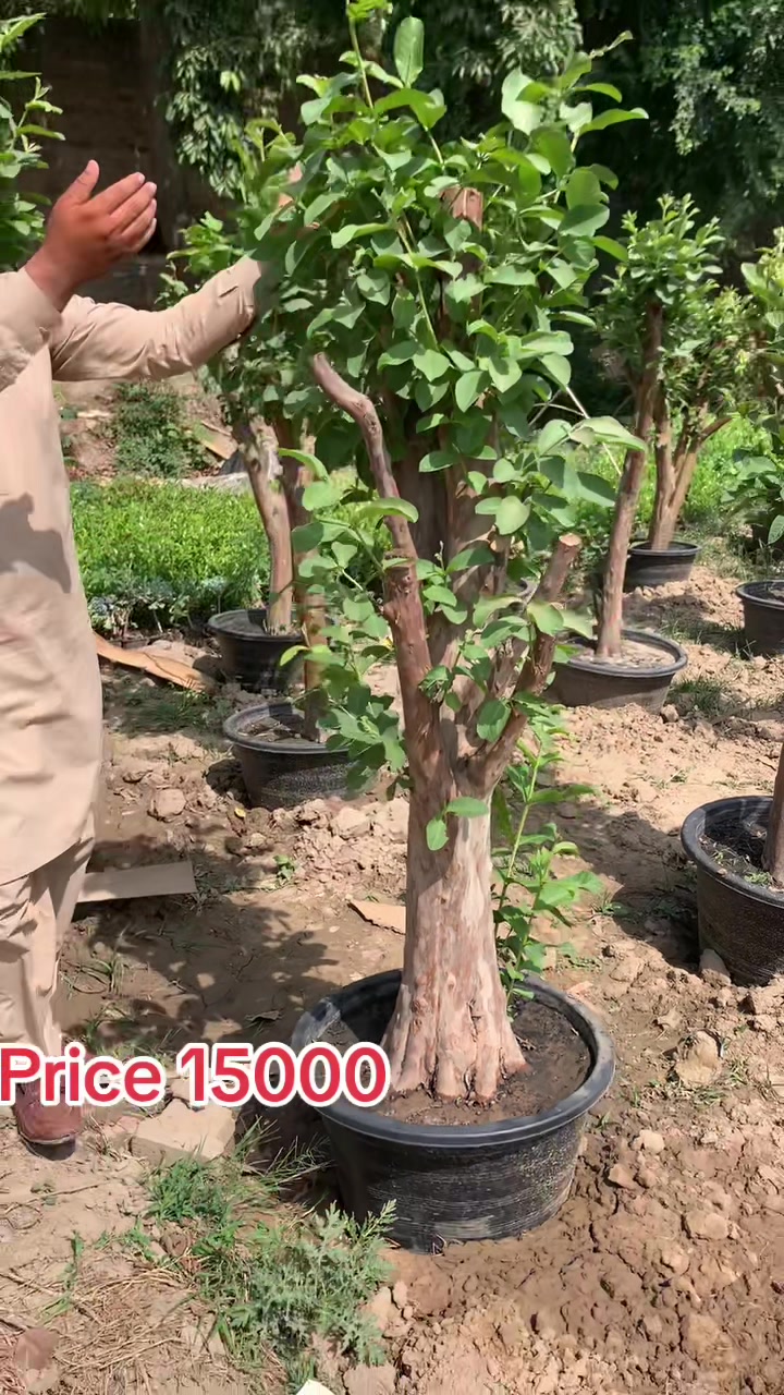 @روز پلانٹ نرسر ی فارم پتوکی