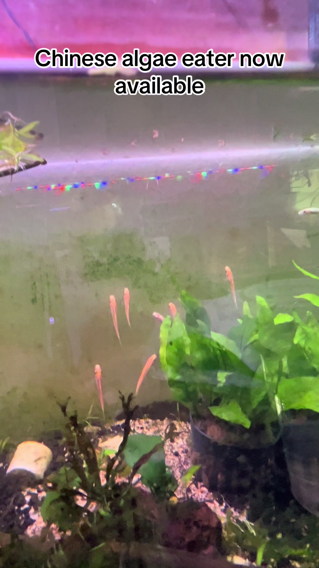 @aquadesire2🐠🐠