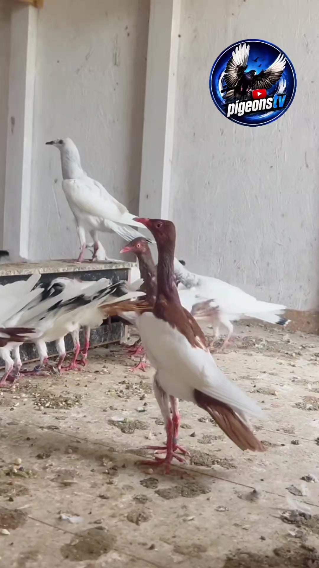 @Pigeons Tv