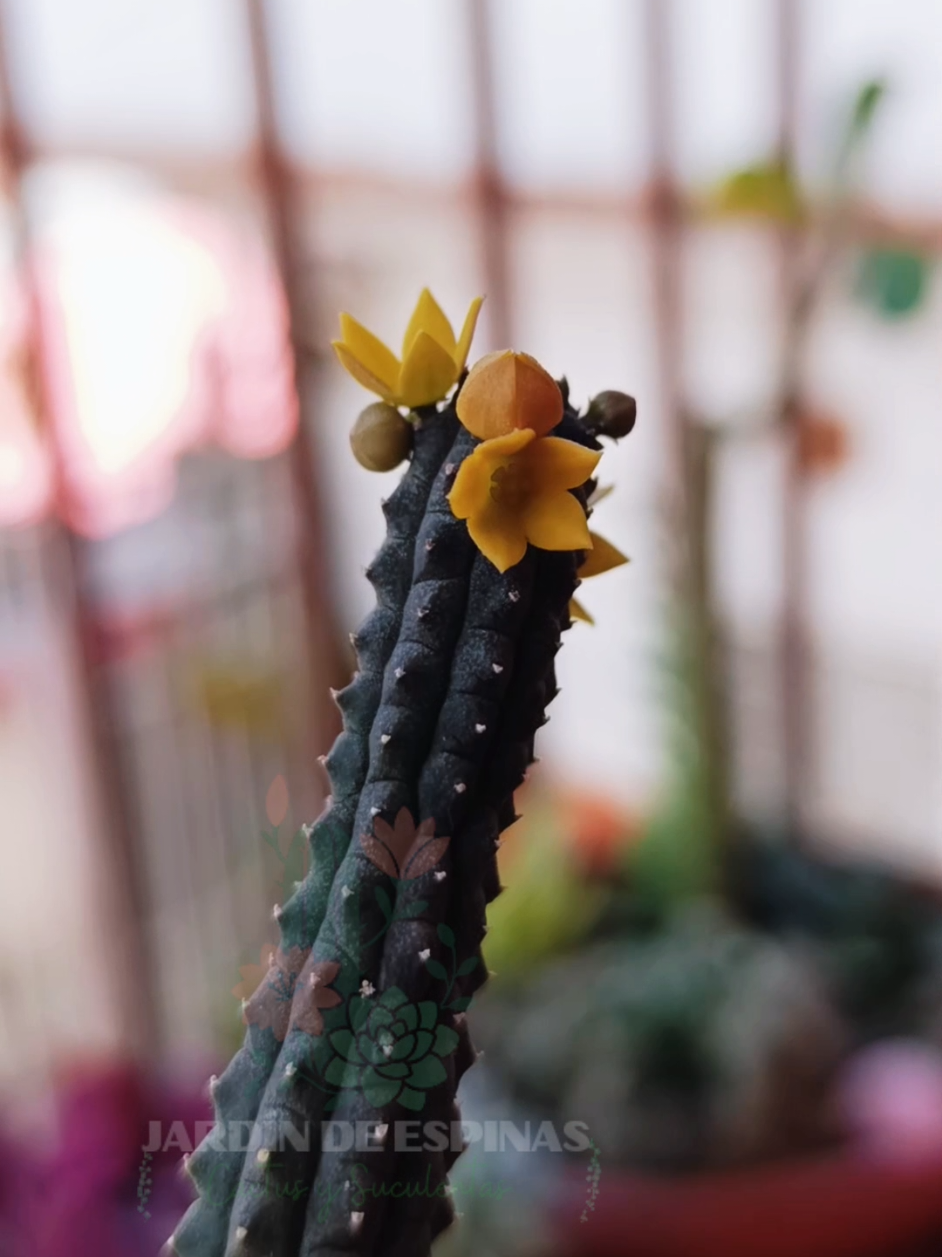 @CACTUS JARDIN DE ESPINAS