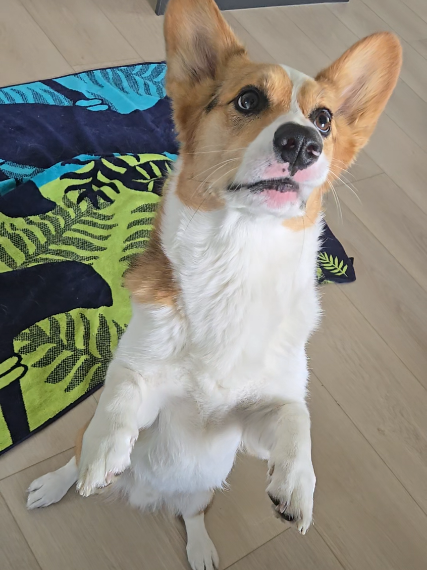 @Pupsker