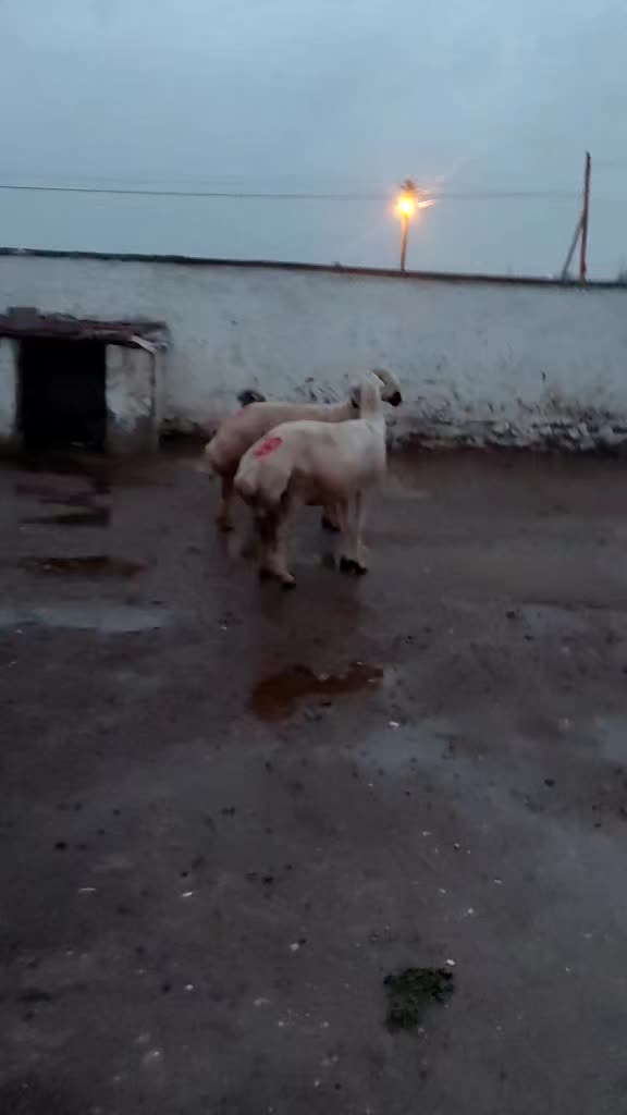 @Ramazan G&uuml;ltekin