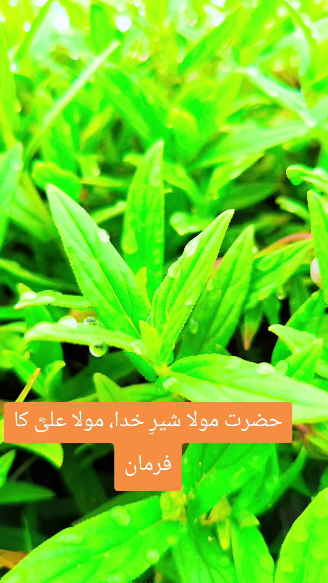 @چکوال کے نظارے