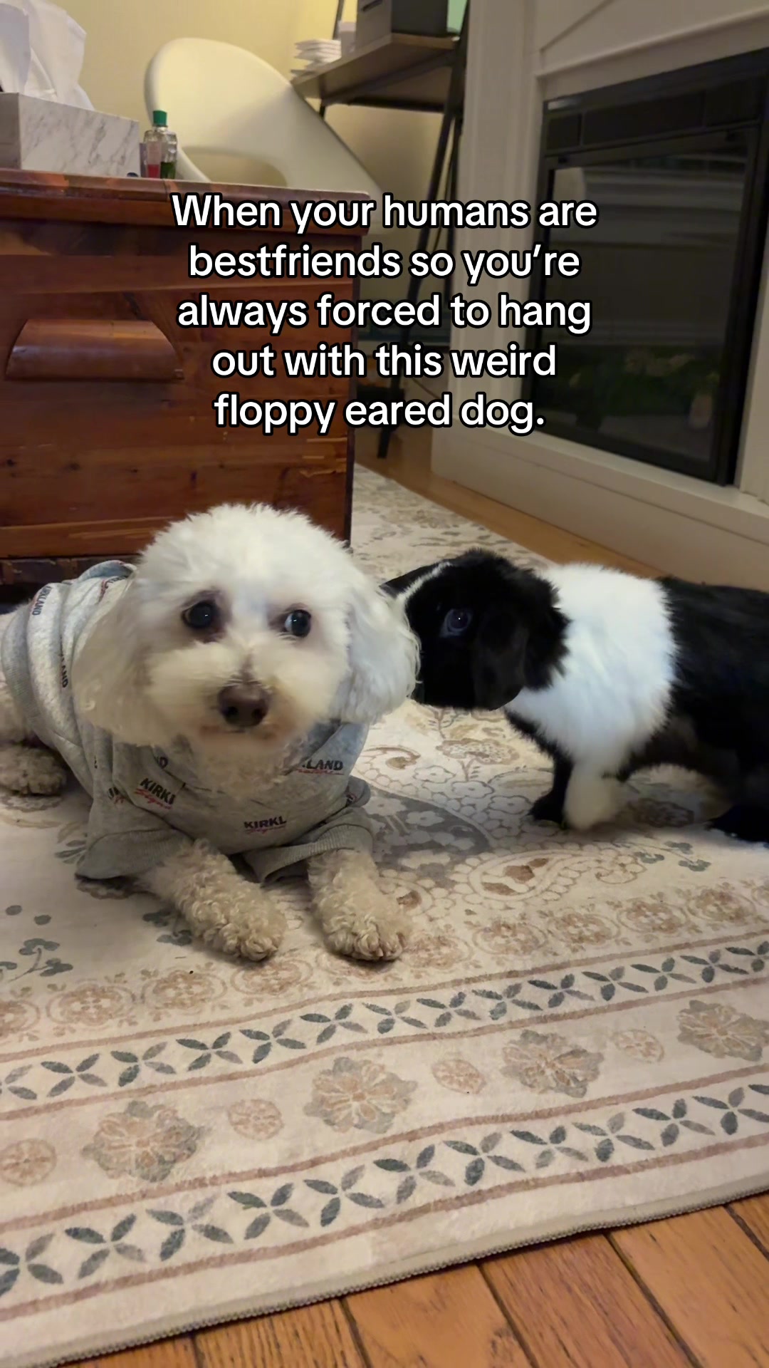 @Spicy The Dog
