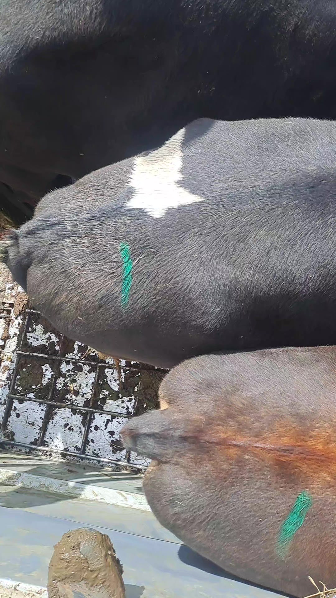 @bakgat boertjie