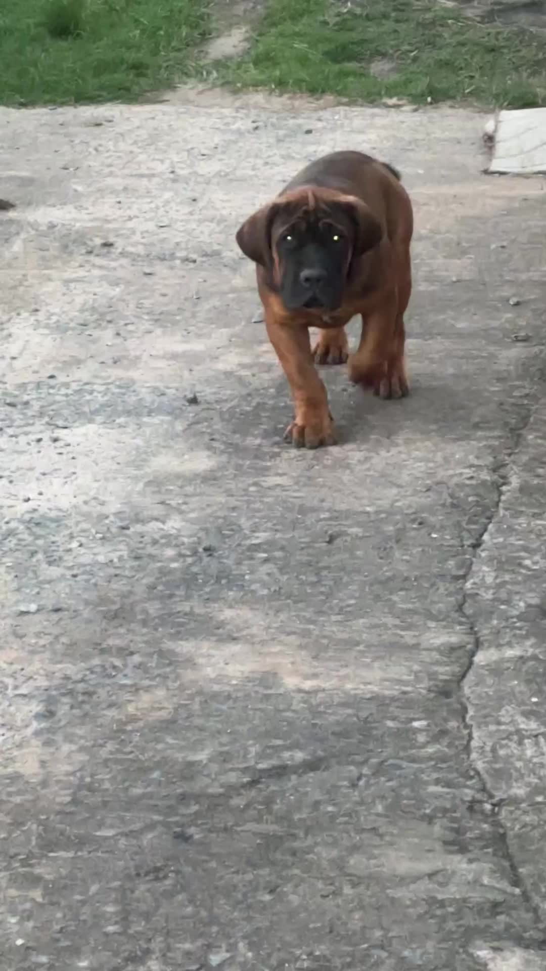 @MaNjoms wamaGovu 🐾