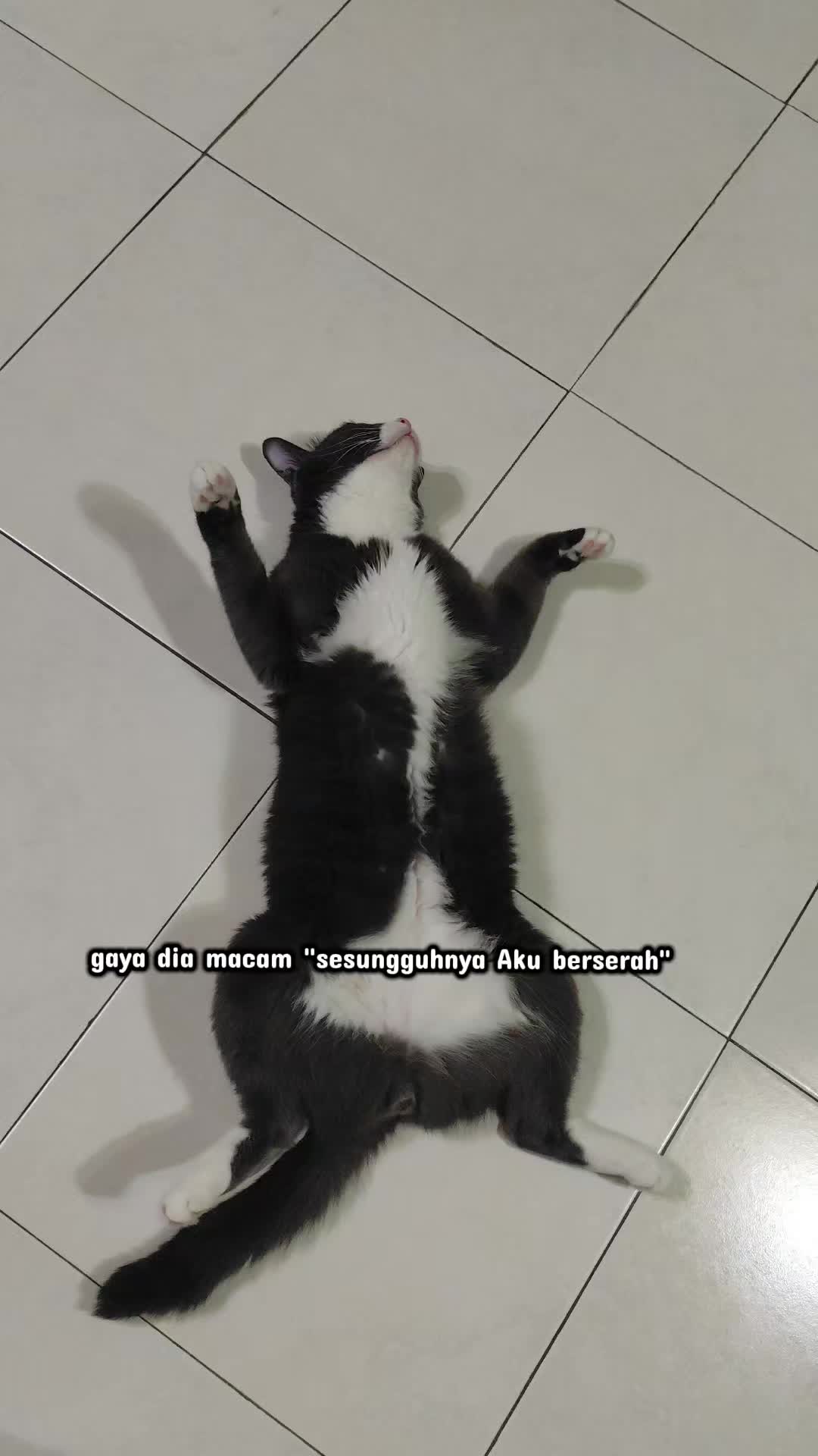 @Omma Kucing 🇲🇾🍉