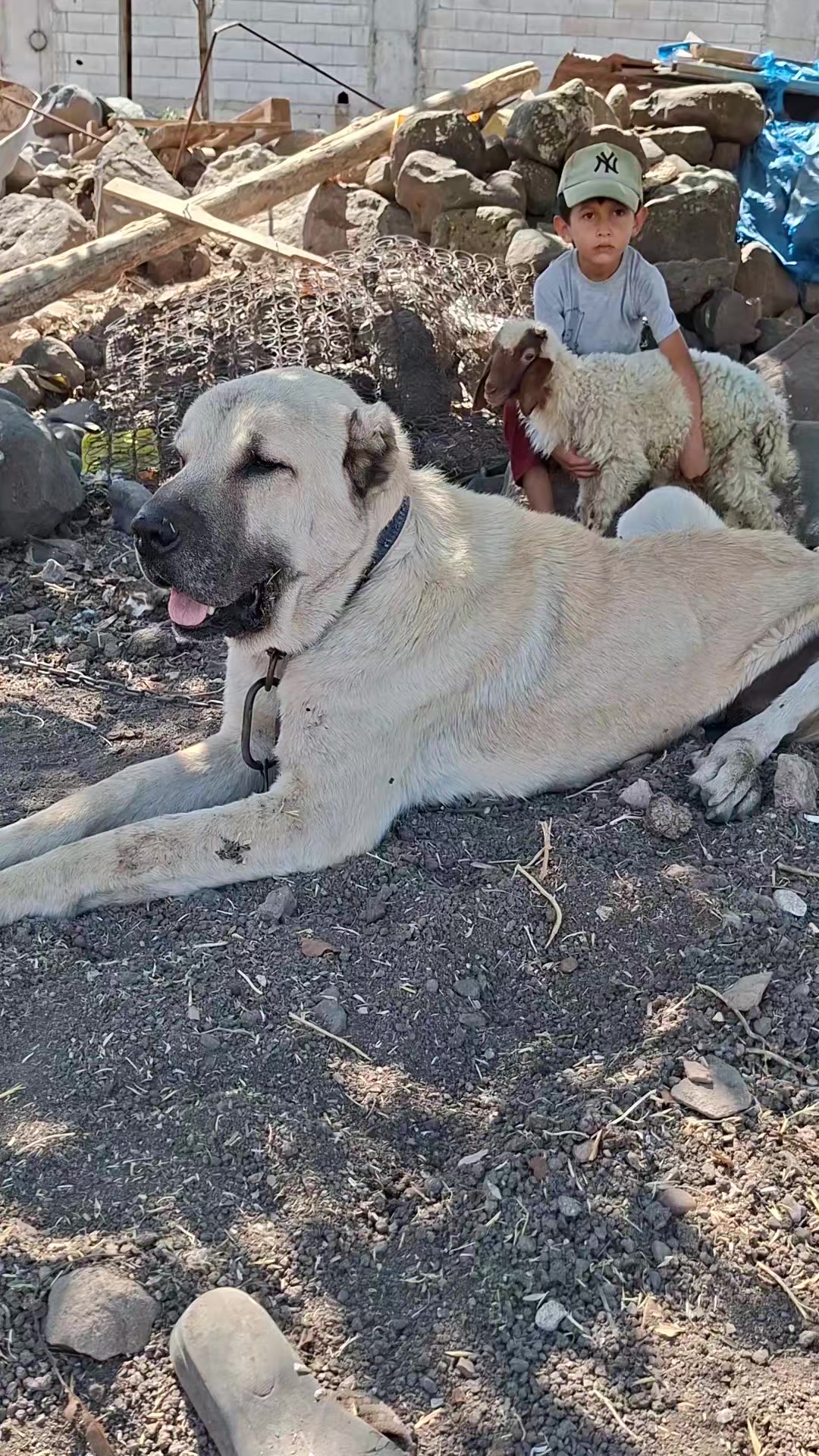 @ali çınar