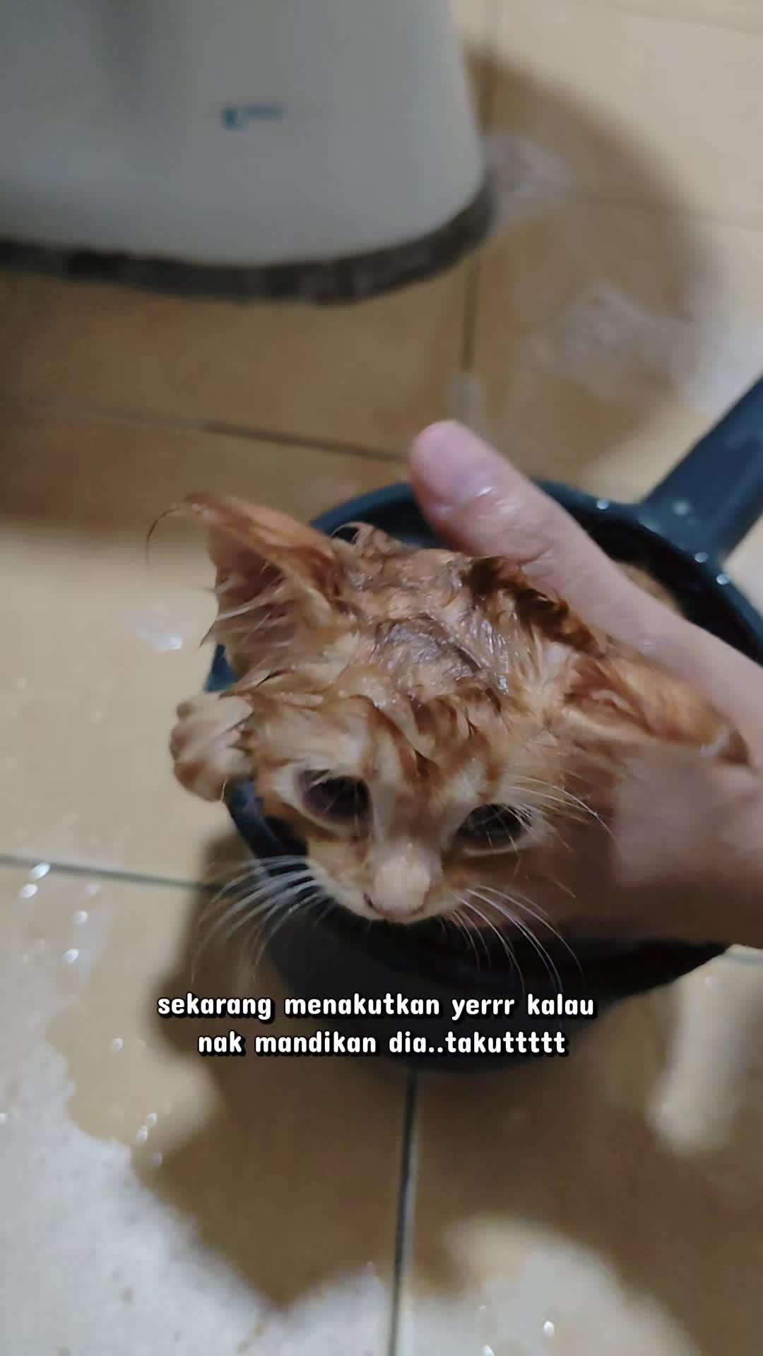 @Omma Kucing 🇲🇾🍉