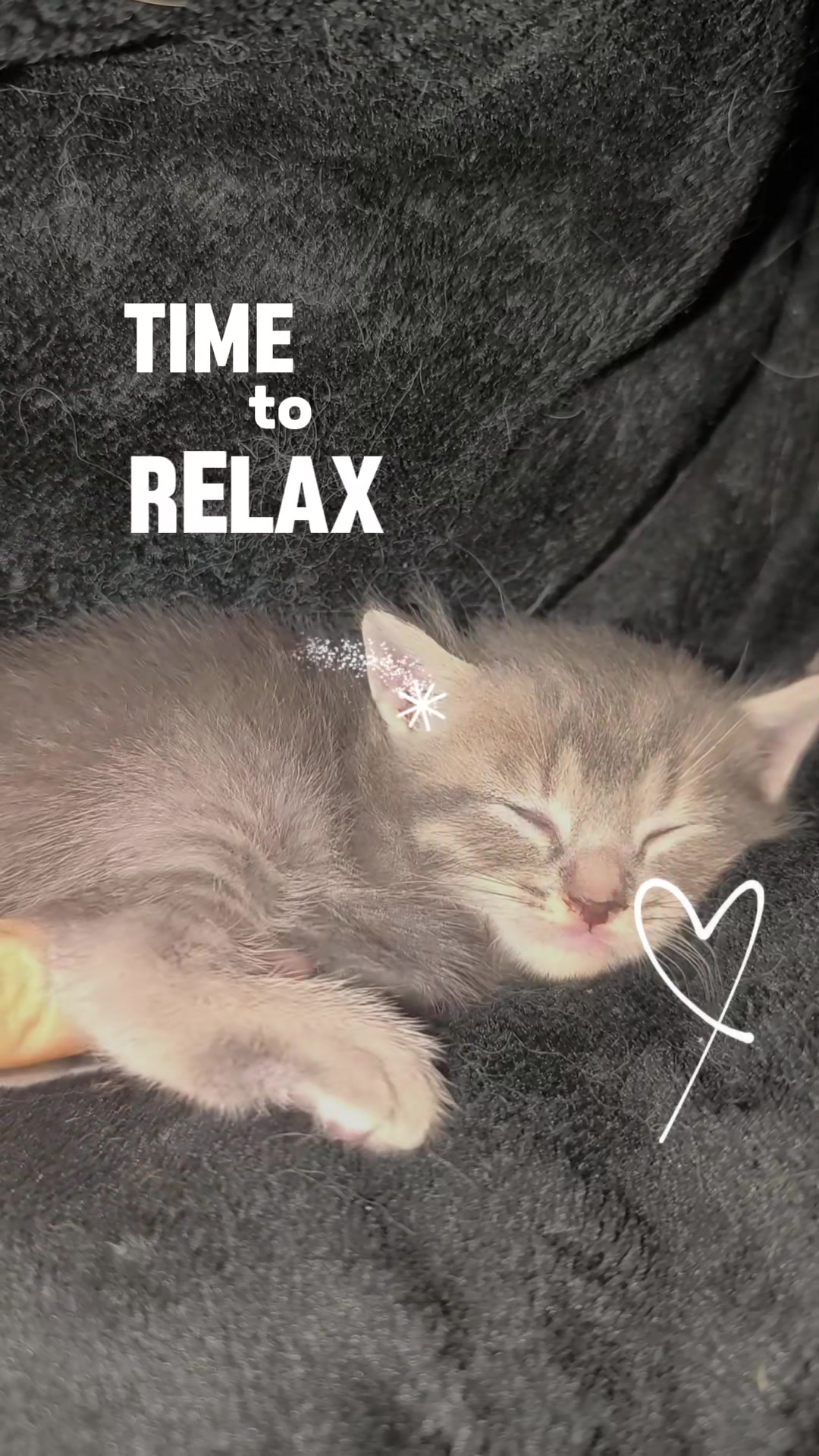 @CatPetCool