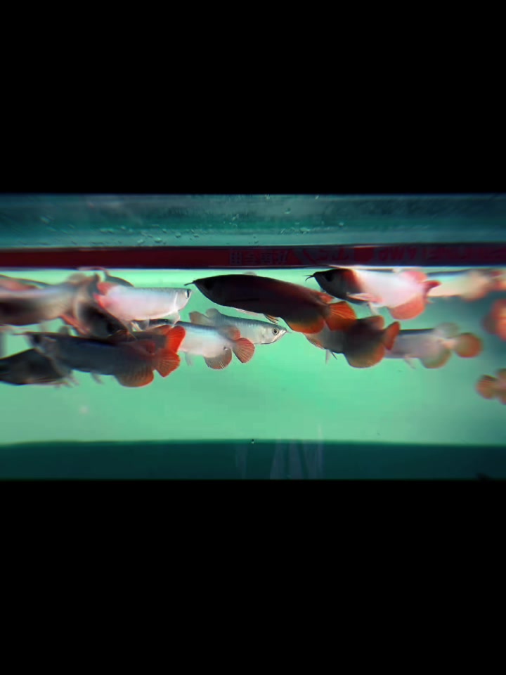 @網上看魚