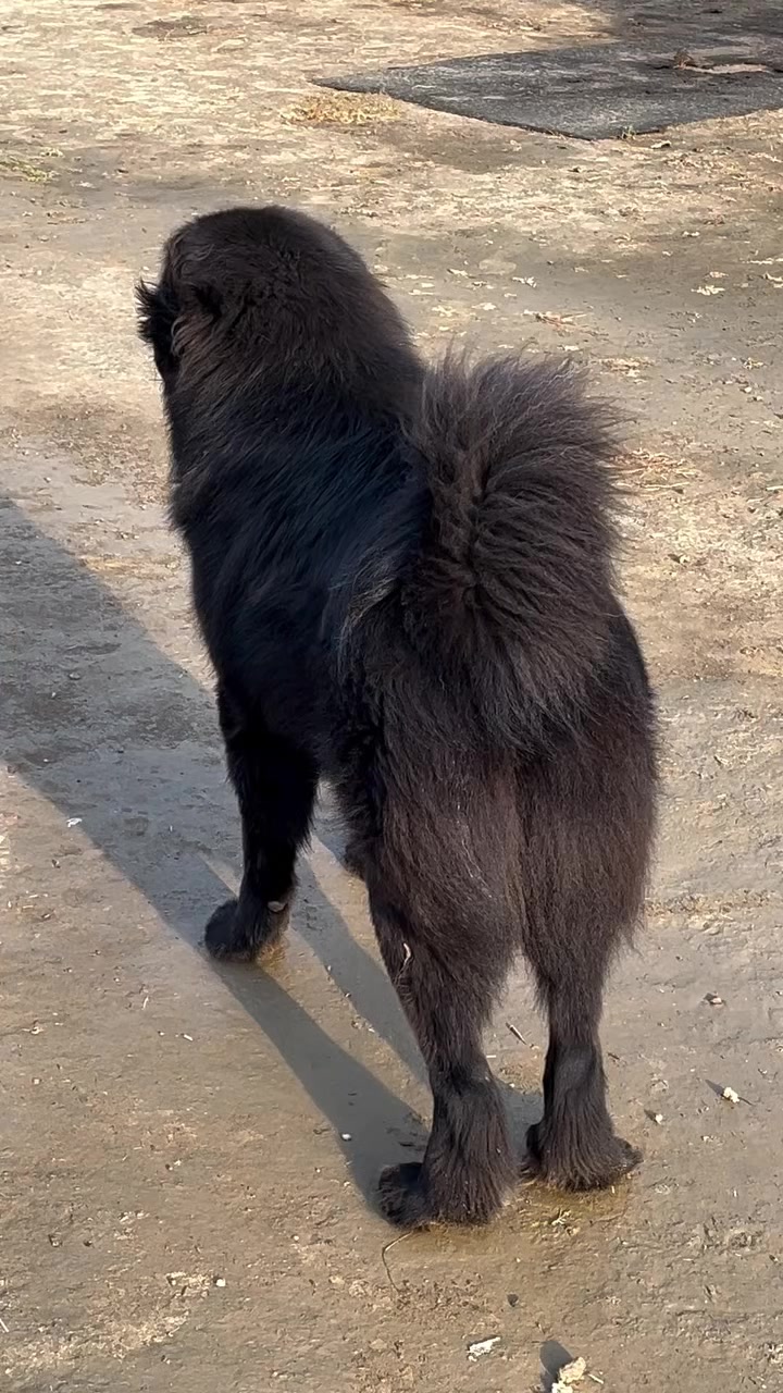 @Kashmiri_Bakrwal_Dog