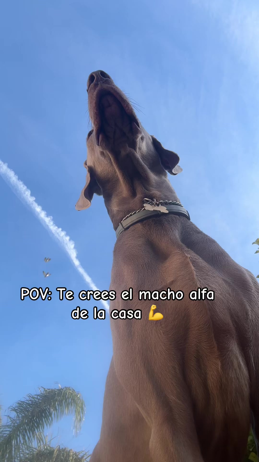 @elhogardemimi