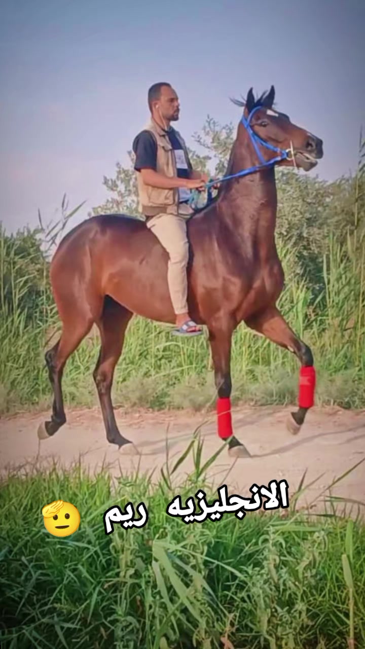 @چياب الاصايل