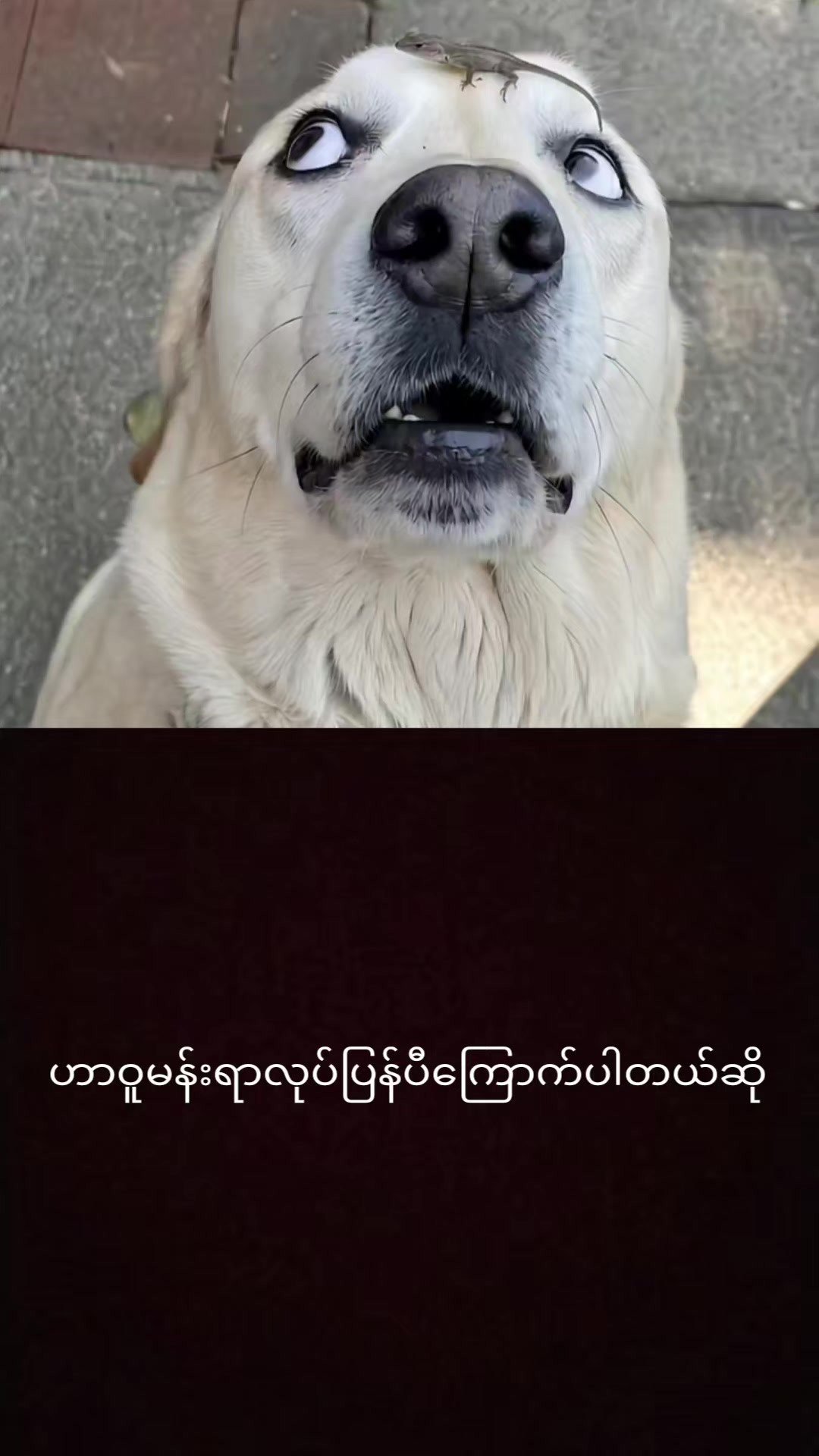 @myohlaingwin