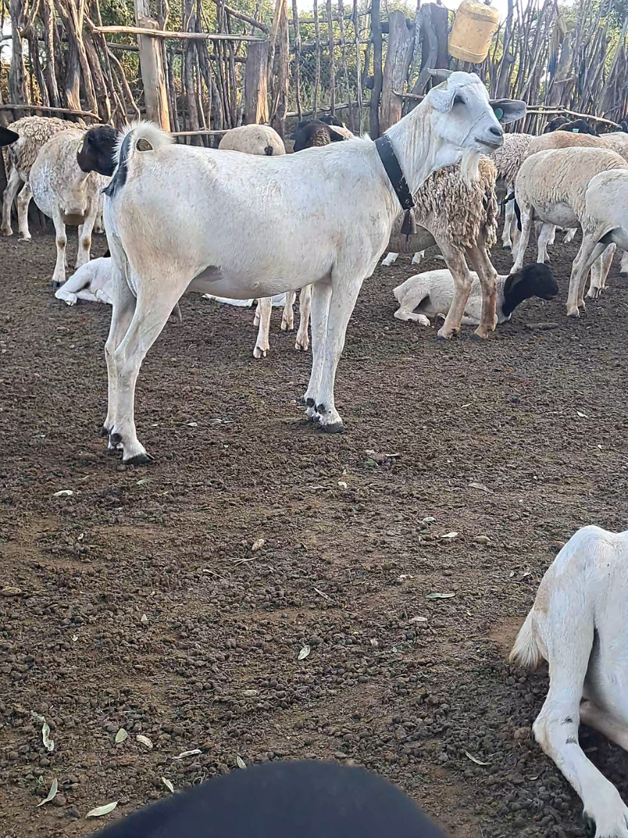 @DorperfarmsKE