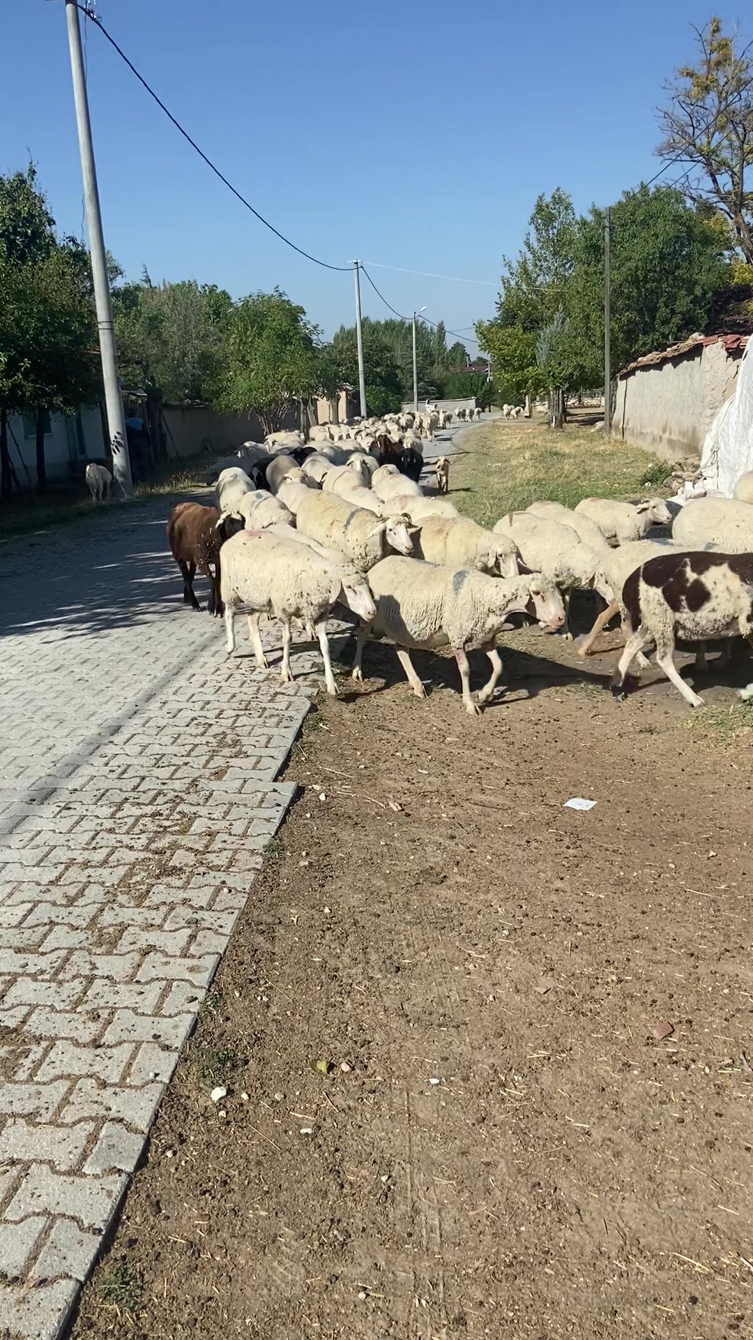 @Burak &Ouml;nal